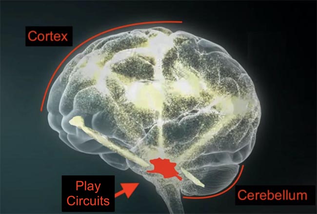 A brain scan with labels for the cortex (top front), cerebellum (bottom back), and play circuits (midbrain).