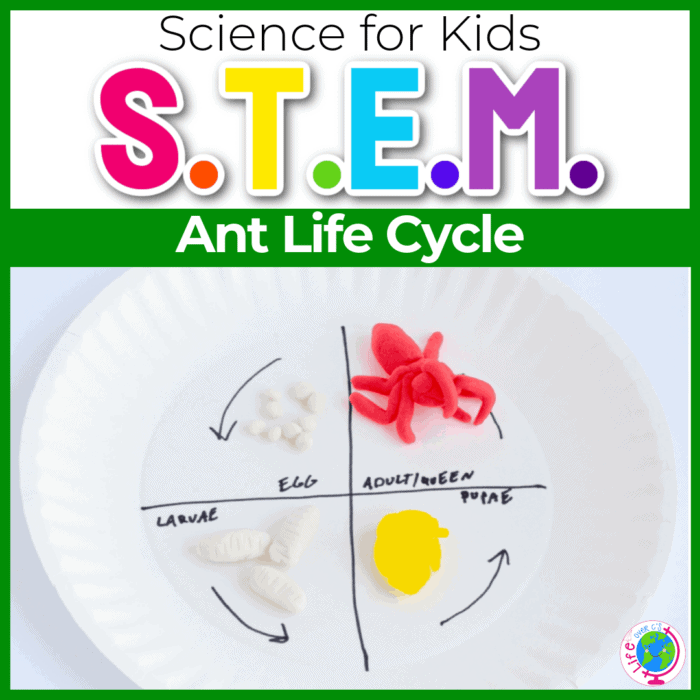ant life cycle play dough representation
