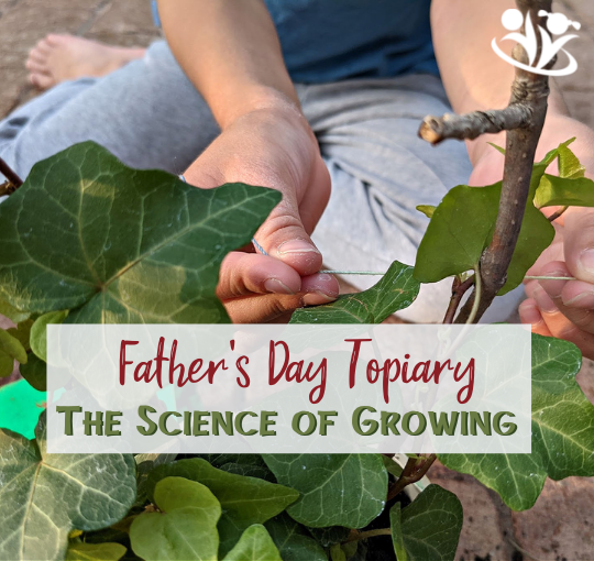Father's Day Topiary combines the science of growing with hands-on exploration and the all-important practice of patience. #handsonlearning #kidsactivities #STEM