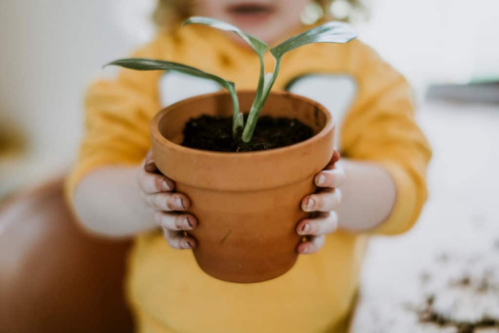 Child in yellow shirt doing a plant activity and holding up a potted plant to show the camera.