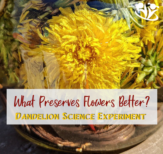 Bring chemistry to “life” with a simple flower science experiment #STEM #handsonlearning #kidsactivities #scienceforlittlekids #kidminds #elemenaryscience #spring #dandelions