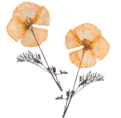 Image of pressed flower- outdoor activity idea