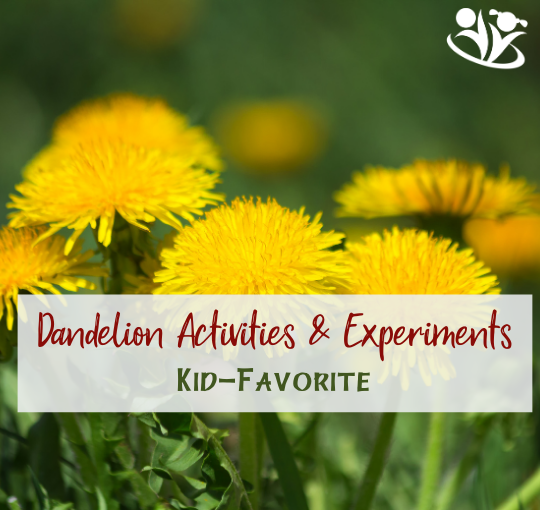 Dandelions have a reputation of being merely pesky weeds, but they are actually quite fascinating, and we can’t wait to share those remarkable dandelion experiments and activities with you. #handsonlearning #kidsactivities #spring #dandelions