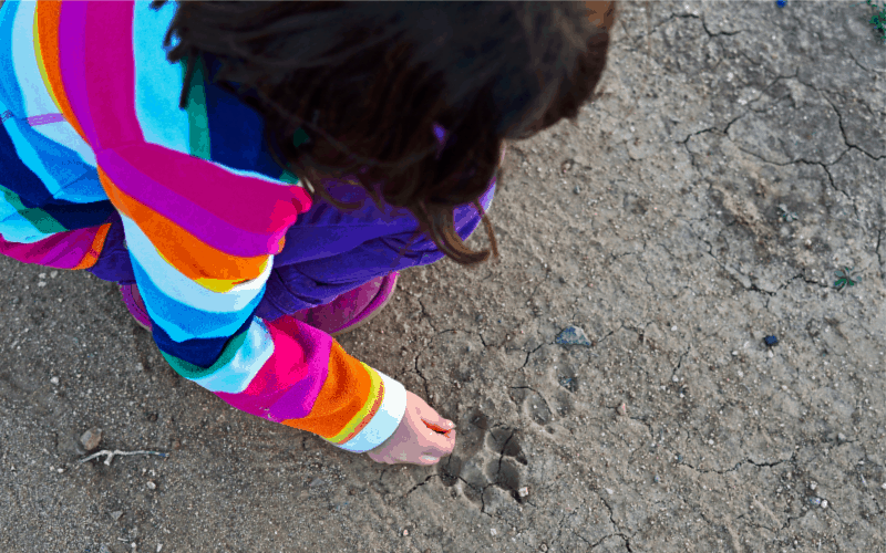 Animal tracks- outdoor activity idea for kids: Little girl pointing at animal tracks in the dirt.