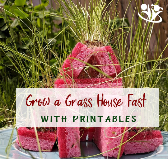 Got kitchen sponges and seeds? Then you have to try growing a grass house with your kids. #kidsactivities #STEM #scienceforlittlekids #handsonlearning #laughingkidslearn #kidminds #grassscience