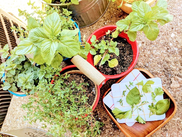 Kid-Friendly Herb Garden Sensory Play