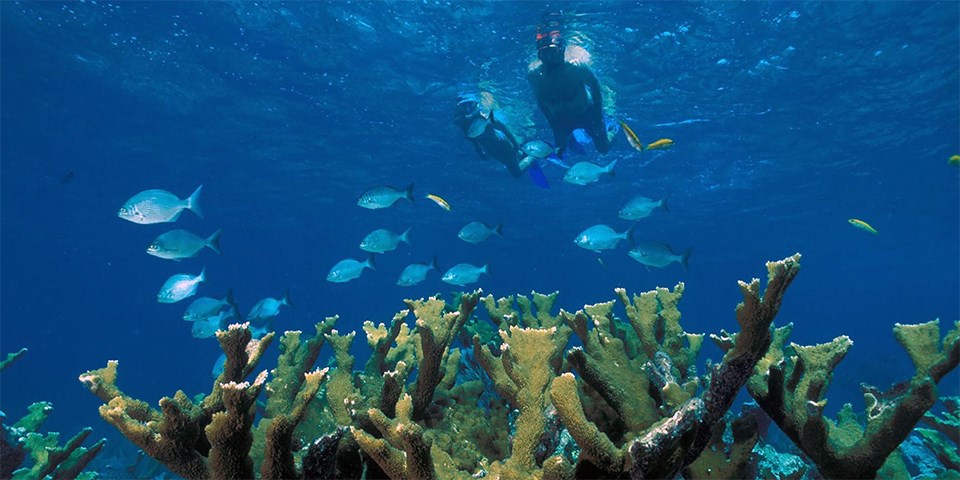 Two people snorkeling above a coral reef