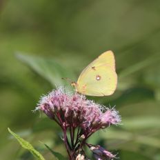 Sulphur butterflies (like this one) and cabbage whites are very common, photo by Matt Schlesinger, NYNHP