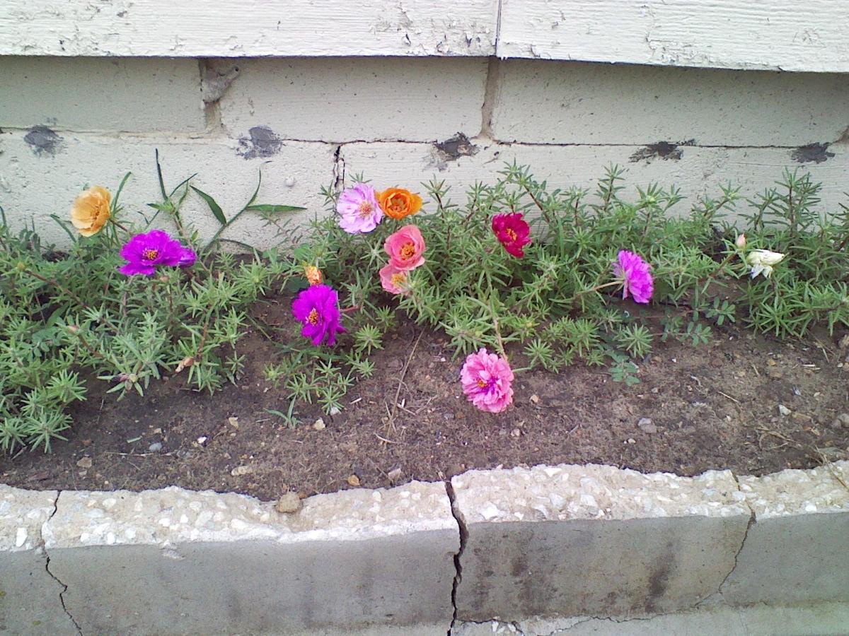 A small overturned cement step becomes a toddler sized bed for the mystical portulaca plant.