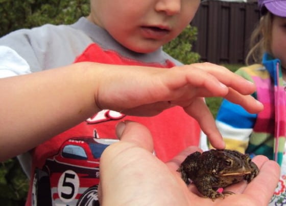 preschoolers touching toad from backyard pond