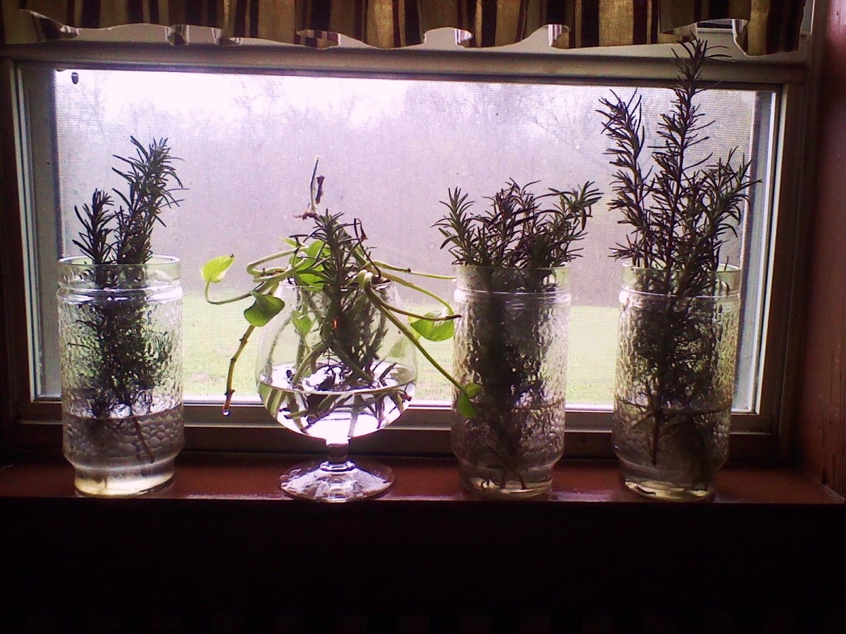 Rosemary cuttings rooting in the kitchen window.