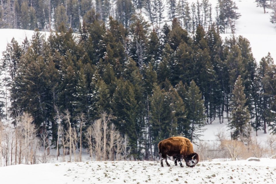 Bison is feeding on top of a rocky hill with another hill with conifers and aspens in the background