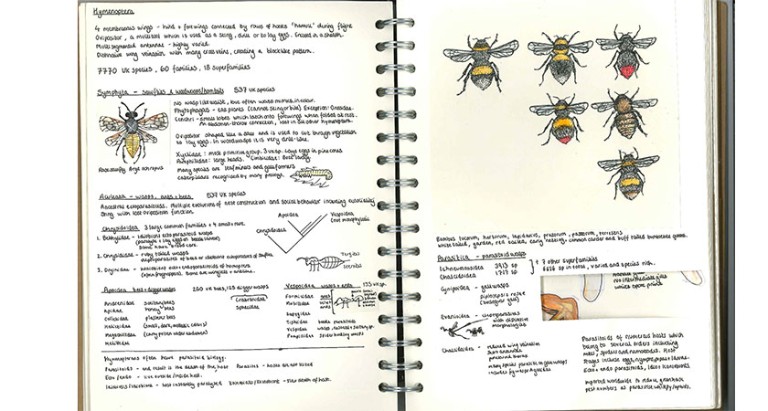 Two pages from a journal, showing drawings of bees and notes