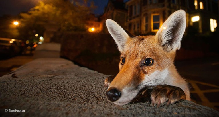 A close-up of an urban fox peering over a wall into the camera
