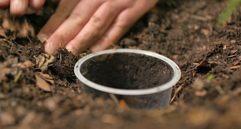 Hands burying a clear plastic cup up to its rim in soil