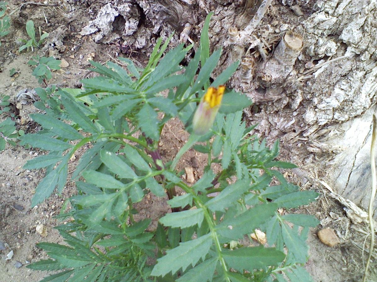 Yellow dwarf marigold my daughter planted by a tree.