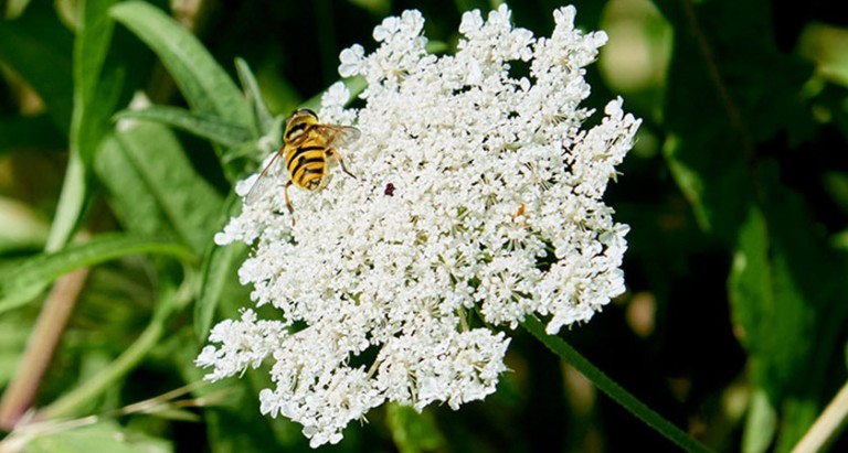 a striped fly on a white flower