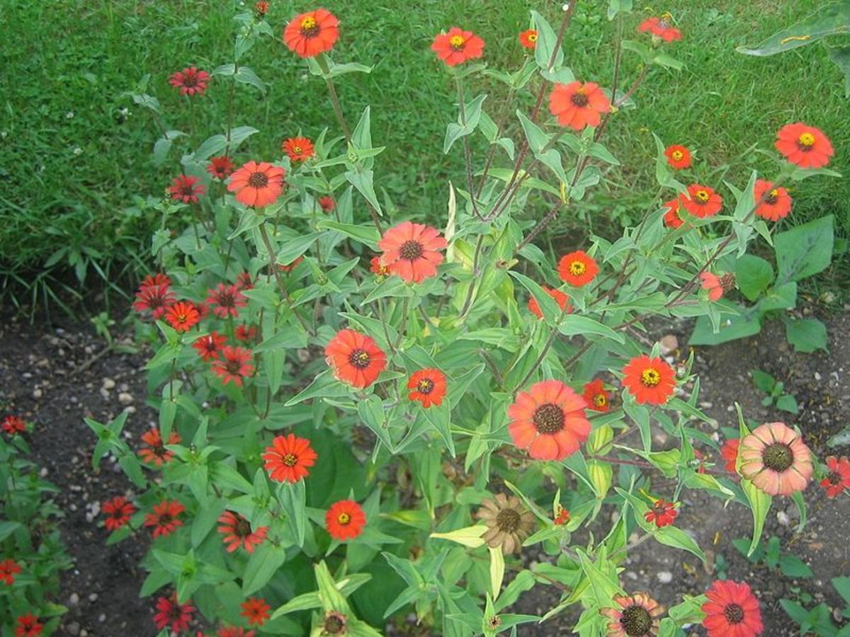 Zinnias are fast and easy for kids to grow.