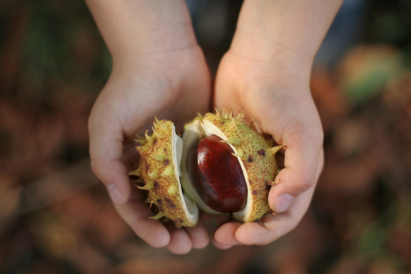 Child Holding Chestnut on Nature Walk
