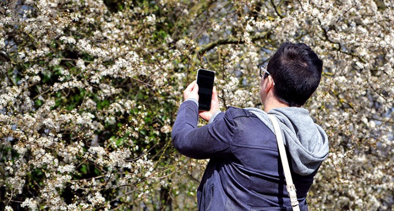 A person taking a photograph of a blossoming tree on her phone