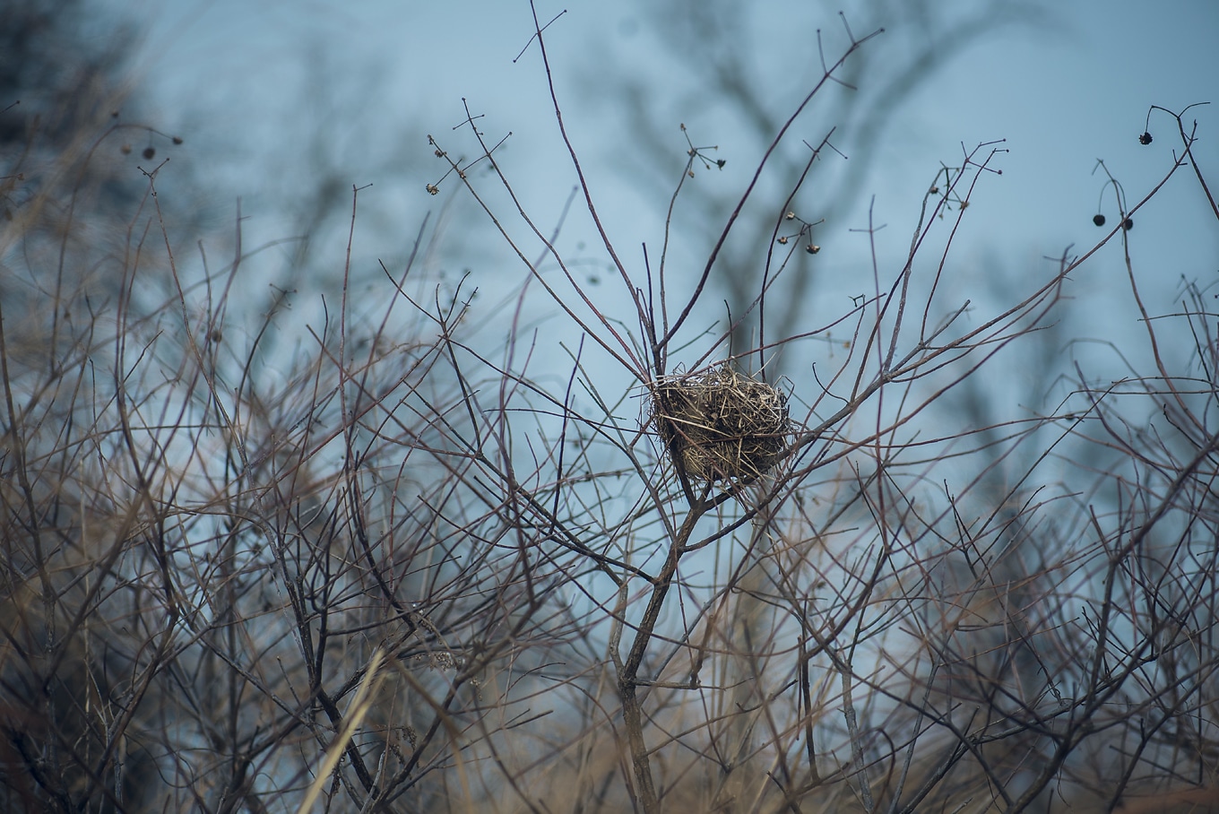 Bird Nest on Nature Walk