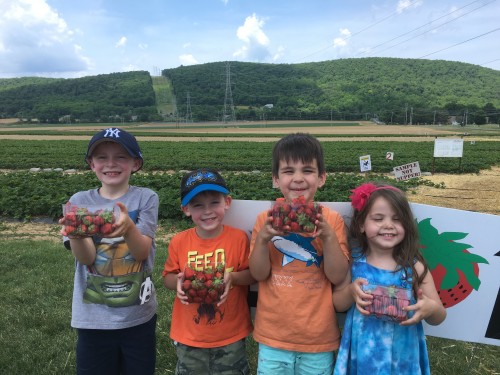 Strawberry Picking at Donaldson Farms
