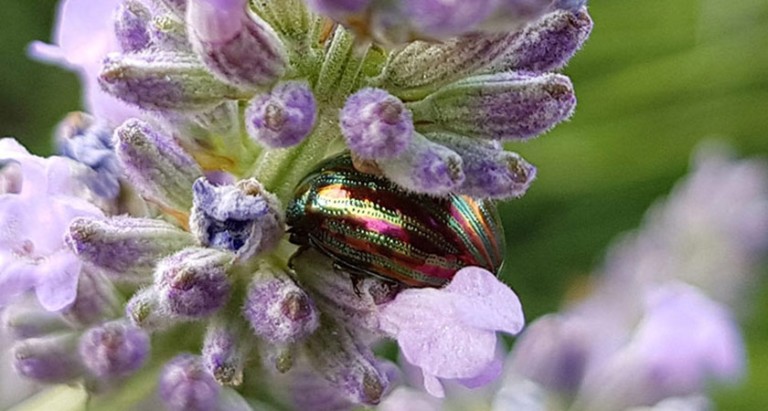 An iridescent beetle on a purple flower
