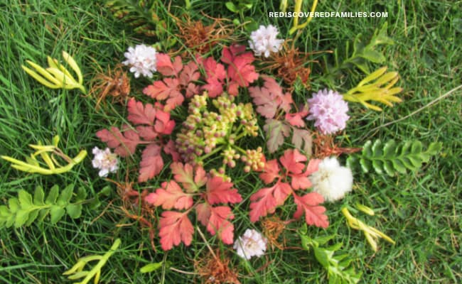 nature mandala made from flowers and leaves