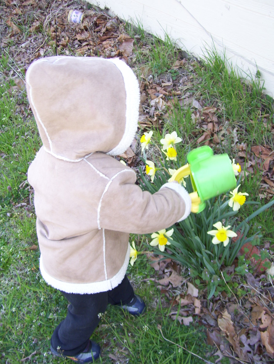 A small watering can makes enjoying the first daffodils of spring more pleasant.