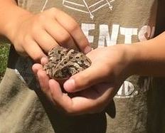 Kids are great at finding toads and frogs. Remember to let them go where you found them, photo by State Parks
