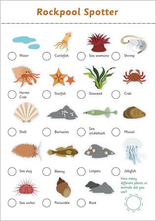 types of items you can find in a tidepool